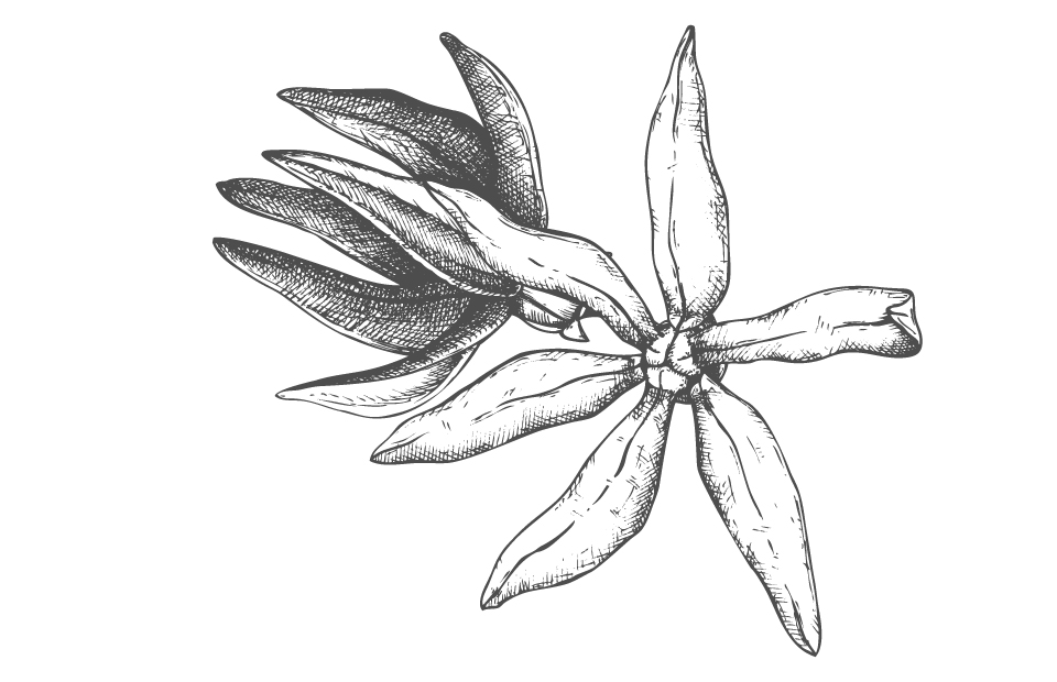 Disegno Ylang-ylang bianco e nero