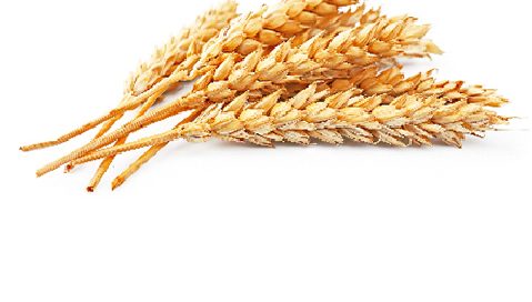 Proteine del grano