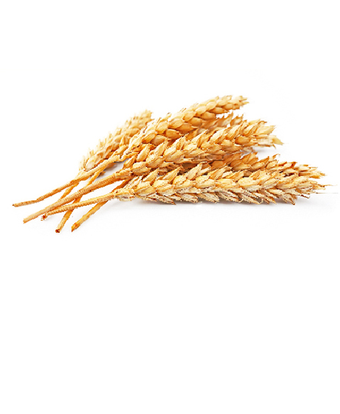 Proteine del grano