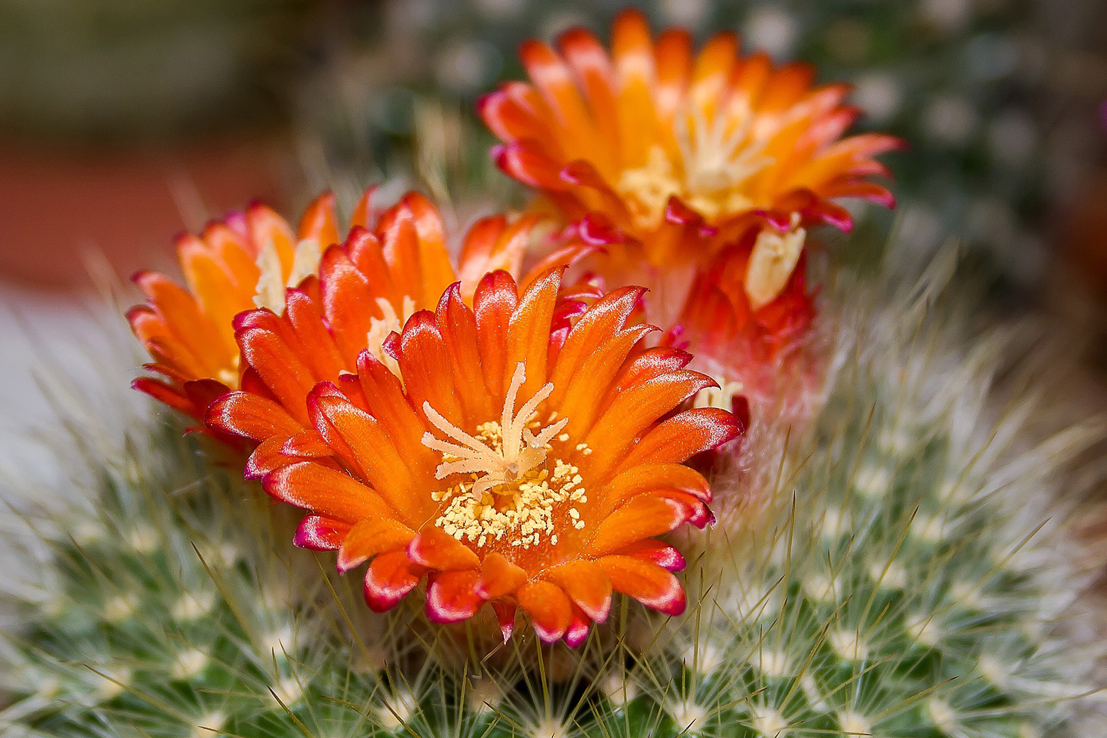 Cactus Pauline Bio pianta in fiore 1